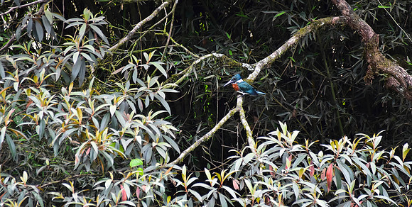 Green Kingfisher