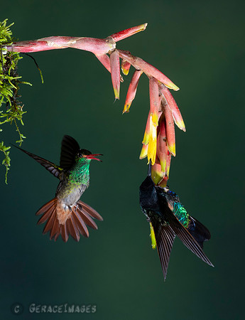 Rufous-Tailed