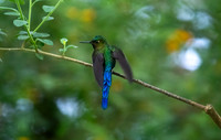 Long-Tailed Sylph