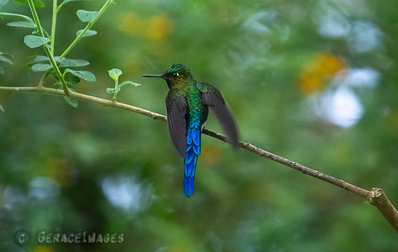 Long-Tailed Sylph