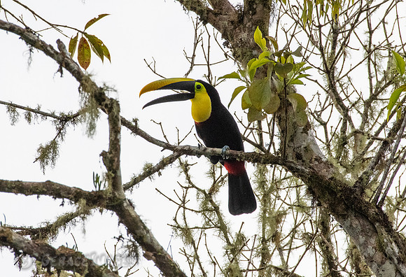 Yellow-Throated Toucan