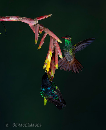 Rufous-Tailed & Velvet Purple Coronet