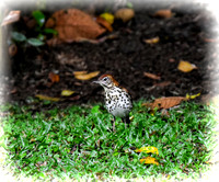 Wood Thrush