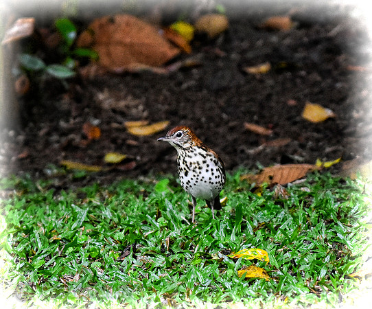 Wood Thrush