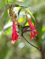 Black Tailed Trainbearer