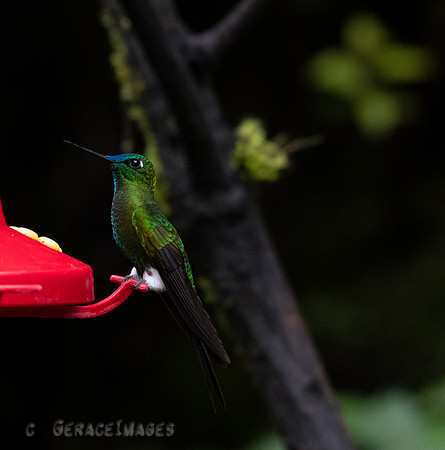 Saphire-Vented Puffleg