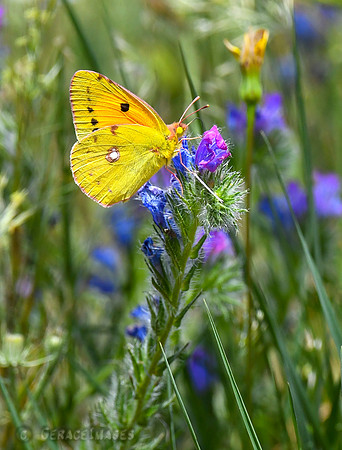 Clouded Yellow Butterfly