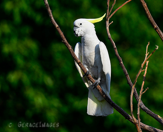 Sulphur-crested Cockatoo