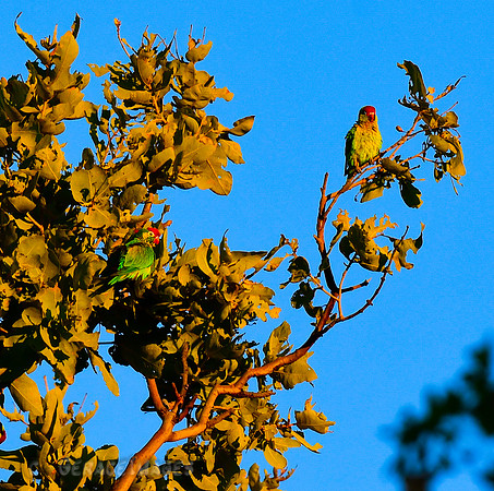 Varied Lorikeets