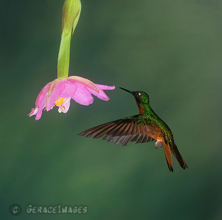 Chestnut-Breasted Coronet