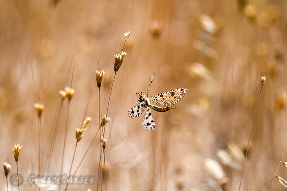 Antlion
