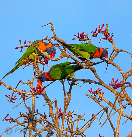 Lorikeet