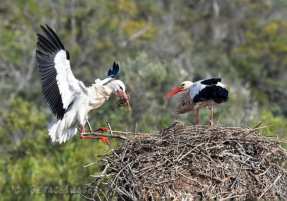 White Storks