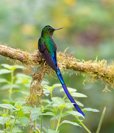 Violet-Tailed Sylph