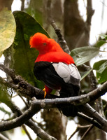 Western Andean Cock of the Rock