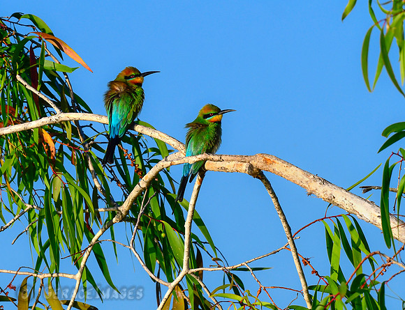 Rainbow Bee-eaters