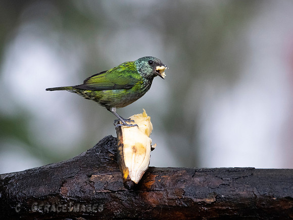 Female Black-Capped Tanager