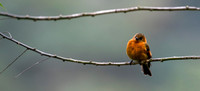 Cinnamon Flycatcher