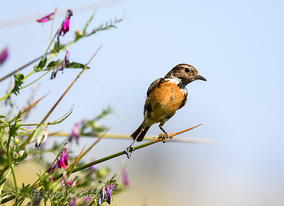 Female Stonechat