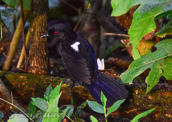 Male White-Backed Fire Eye