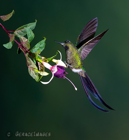 Violet-Tailed Sylph