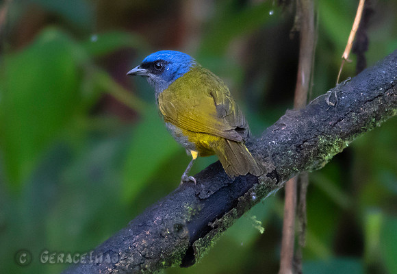 Blue-Capped Tanger