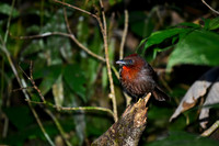 Antbird