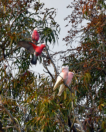 Soutwestern Galahs & Pink Cockatoos
