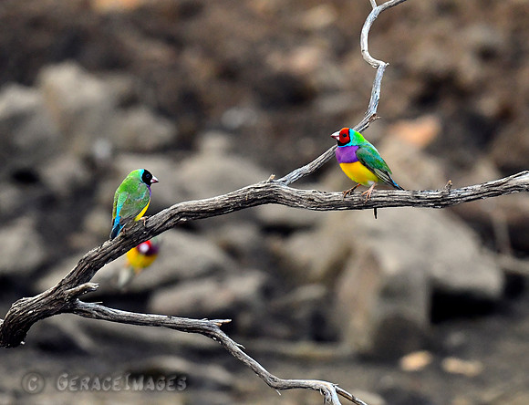 Black-faced & Red-faced Gouldian Finches