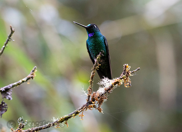 Buff-Winged Starfrontlet