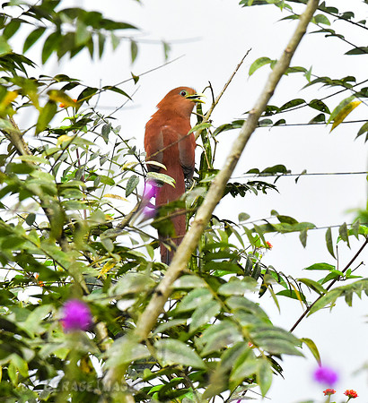 Squirrel Cuckoo