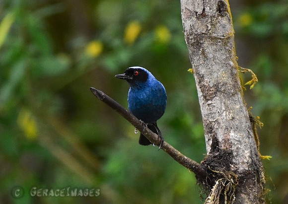 Masked Flowerpiercer