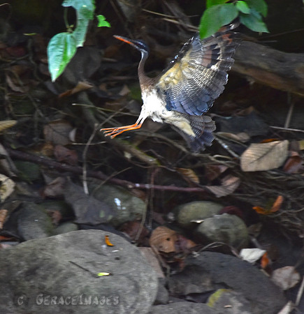 Sunbittern-I missed the money shot.