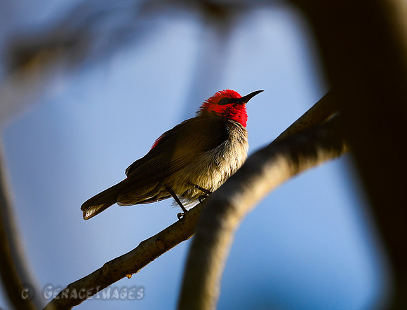 Crimson Honeyeater