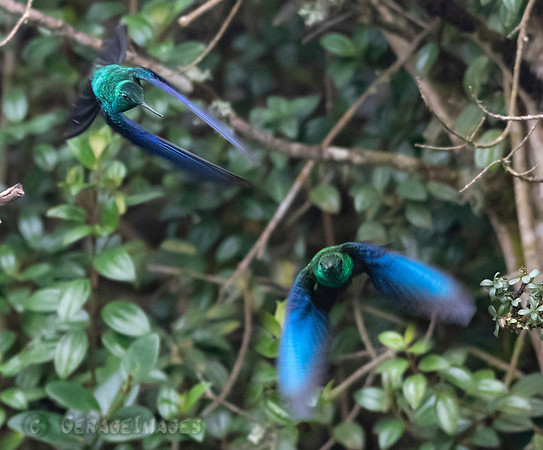 Great Saphirewings