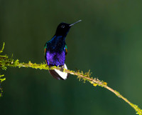 Velvet-Purple Coronet