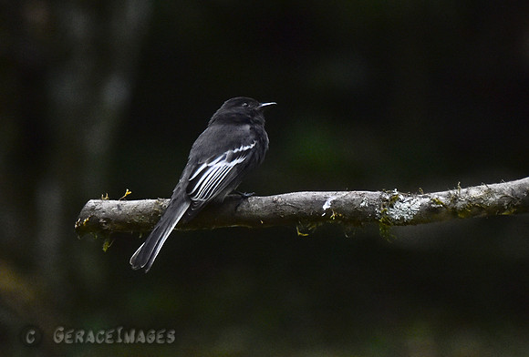 Black Phoebe