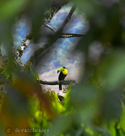 Keel-Billed Toucan