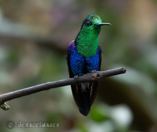 Green-Crowned Woodnymph