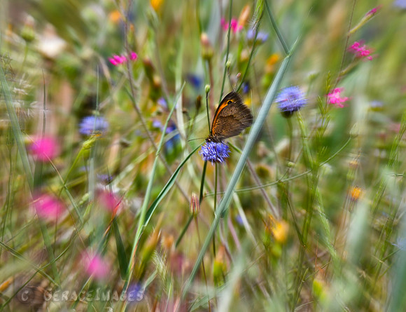 Brown Meadow Buttefly