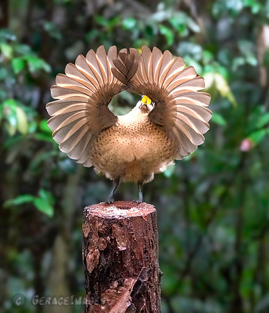 Victoria's Rifebird - Immature