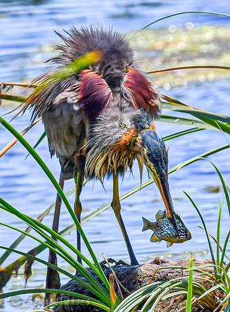 Purple Heron