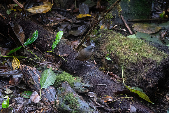 Moustached Antpitta