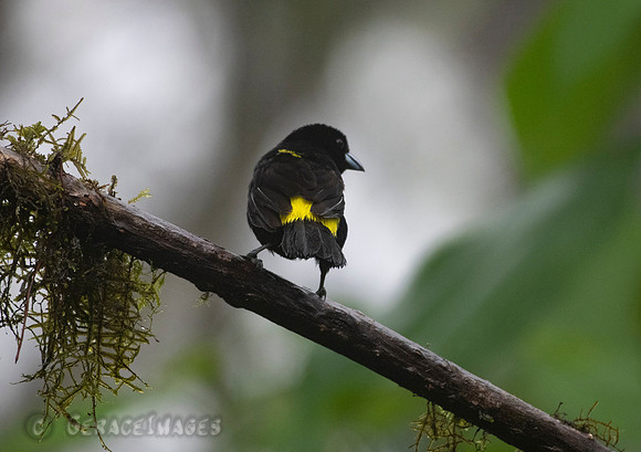 Lemon-Rumped Tanager