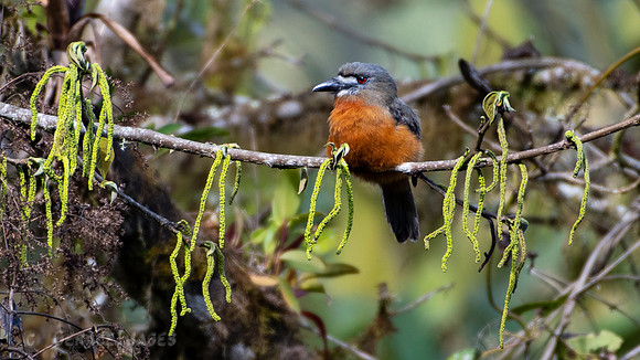 White-Faced Nunbird