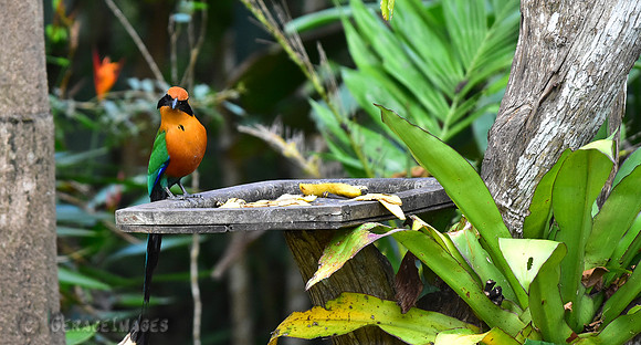 Rufous Motmot