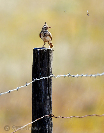 Crested Lark