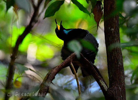 Calling out to the female and beginning to display.