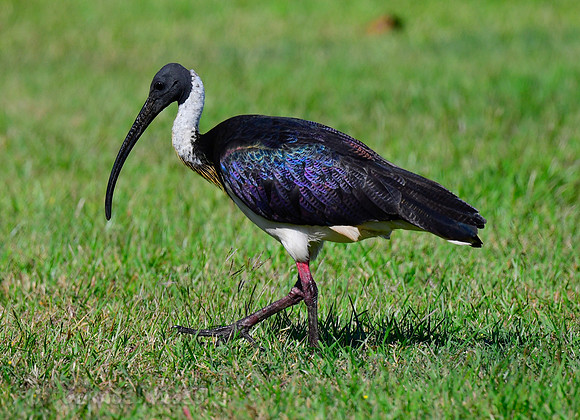 Straw-necked Ibis.