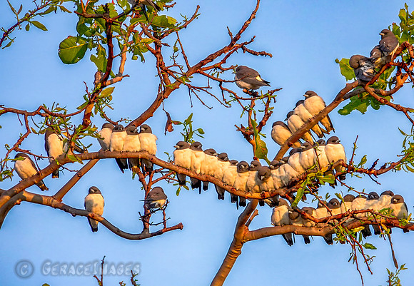 White breasted wood swallow
